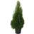Thuja På Lager I Varehus Staude