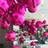 Shein 22-Inch Hot Pink 4D Effect Aluminum Foil Balloon