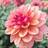 Shein 195pcs Mixed Dahlia Seeds Compound Petals