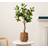 Scottish Everlastings Orange Tree in Woven Basket Artificial Plant