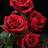 Shein Ecuadorian Red Rose Seeds 100+++