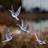 Shein Transparent Acrylic Flying Bird Decoration Pendant Decorative Item
