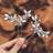 Shein Bridal Wedding Silver Hairpins 2pcs