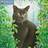Flame Tree Publishing Ivory Cats Mini Wall Calendar 2026