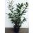 Kirsebærlaurbær Prunus Novita 21 cm Potte Staude