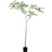Leaf Jacaranda Realistic Tree 240cm Green Artificial Plant