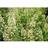 Shein In Stock 200 White Mignonette Flower Seeds