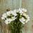 Shein 100pcs Cosmos Seeds Beautiful White Flowers