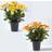 Homescapes Set of 2 Narcissus Daisy Flowers 30 x 25 cm Artificial Plant 2pcs