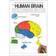 The Human Brain Coloring Book (Coloring Concepts Series) (Paperback, 1985)