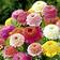 Suttons Zinnia Seeds - Faberge Mix 90 Seeds Pack