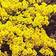 Suttons Alyssum saxatile Seeds - Golden Queen 350 Seeds Pack