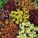 Suttons Wallflower Seeds - Persian Carpet Mix 400 Seeds Pack