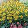 Suttons Rudbeckia Plant - Little Goldstar