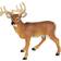 Safari Whitetail Buck 180029