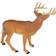 Safari Whitetail Buck 180029