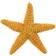 Safari Orange Starfish 276829