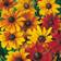 Suttons Rudbeckia Seeds - Rustic Dwarf Mix 45 Seeds Pack