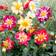 Suttons Dahlia Seeds - Yankee Doodle Dandy 50 Seeds Pack