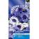 Suttons Cornflower Seeds - Classic Fantastic 200 Seeds Pack