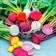 Suttons Beetroot Seeds - Rainbow Mix 250 Seeds Pack