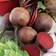 Suttons Beetroot Seeds - Boltardy 250 Seeds Pack