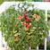 Suttons Tomato Seeds - Cherry Falls 8 Seeds Pack