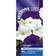 Suttons Petunia Seeds - Skyline Mix 50 Seeds Pack