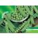 Suttons Pea Seeds - Ambassador 250 Seeds Pack