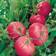 Suttons Tomato Seeds - F1 Brandy Boy 10 Seeds Pack