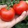 Suttons Tomato Seeds - Alicante 60 Seeds Pack