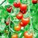 Suttons Tomato Seeds - Garnet 10 Seeds Pack