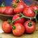 Suttons Tomato Seeds - Summer Frolic 8 Seeds Pack