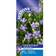 Suttons Love-in-a-Mist Seeds - Blue Stars 950 Seeds Pack