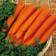 Suttons Carrot Seeds - F1 Resistafly 180 Seeds Pack