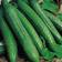 Suttons Cucumber Seeds - Telegraph Improved 8 Seeds Pack