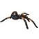 Safari Orange Kneed Tarantula XL 542006