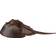 Safari Horseshoe Crab XL