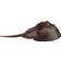 Safari Horseshoe Crab XL
