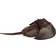 Safari Horseshoe Crab XL