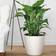 Lechuza Classico Color Pot Krukke