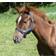 Kerbl Foal Exclusive