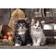 Clementoni High Quality Collection Lovely Kittens 1000 Pieces