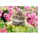 Castorland Kitten in Flower Garden 500 Pieces