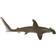 Safari Hammerhead Shark 210702