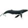 Safari Humpback Whale 210002