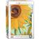 Eurographics Sunflower 1000 Pieces