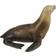 Safari Sea Lion 274229