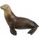 Safari Sea Lion 274229