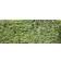 Beech Hedge 100-125cm 10-pack